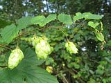 Hop, vrouwelijke bloemen